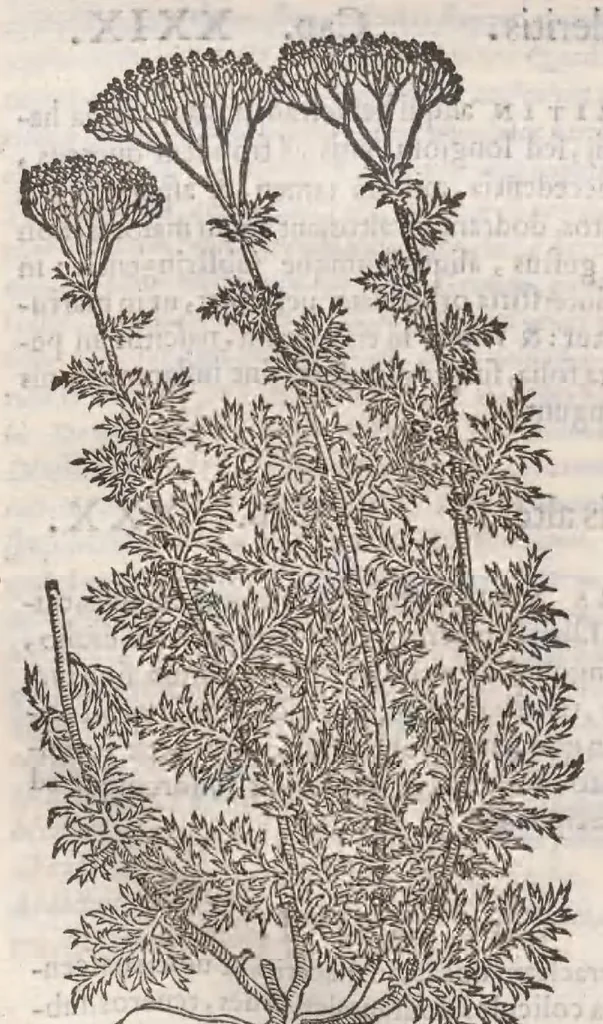 An illustration from Petri Andreae Matthioli ... Commentarii secvndo avcti, in libros sex Pedacii Dioscoridis Anazarbei, de medica materia : adiectis quamplurimis plantarum, & animalium imaginibus, quæ in priore editione non habentur, eodem auctore. His accessit eivsdem Apologia adversvs Amathum Lusitanum, 1560, leaf 614