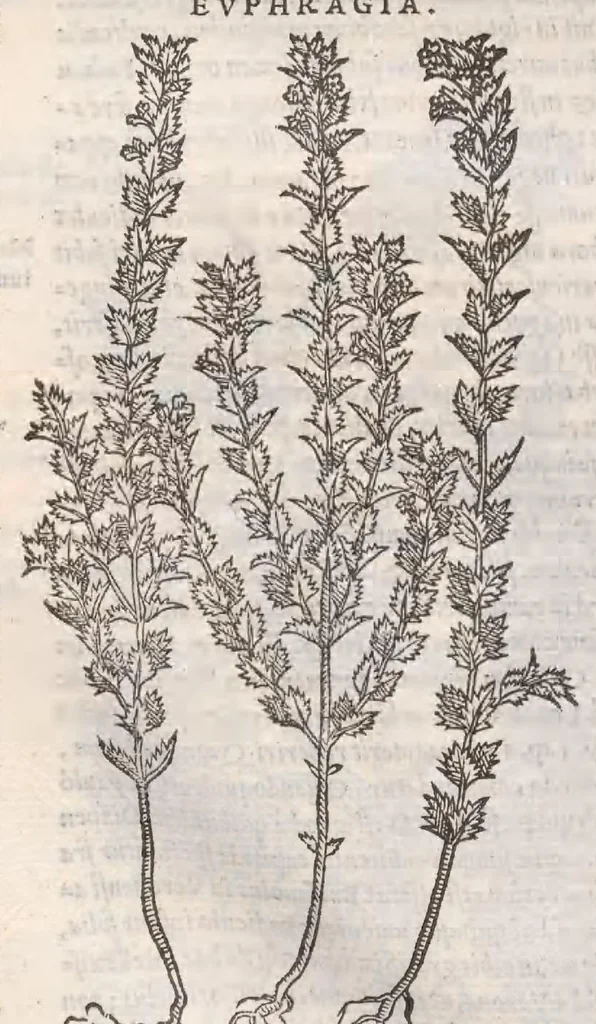 An illustration from Petri Andreae Matthioli ... Commentarii secvndo avcti, in libros sex Pedacii Dioscoridis Anazarbei, de medica materia : adiectis quamplurimis plantarum, & animalium imaginibus, quæ in priore editione non habentur, eodem auctore. His accessit eivsdem Apologia adversvs Amathum Lusitanum, 1560, leaf 620
