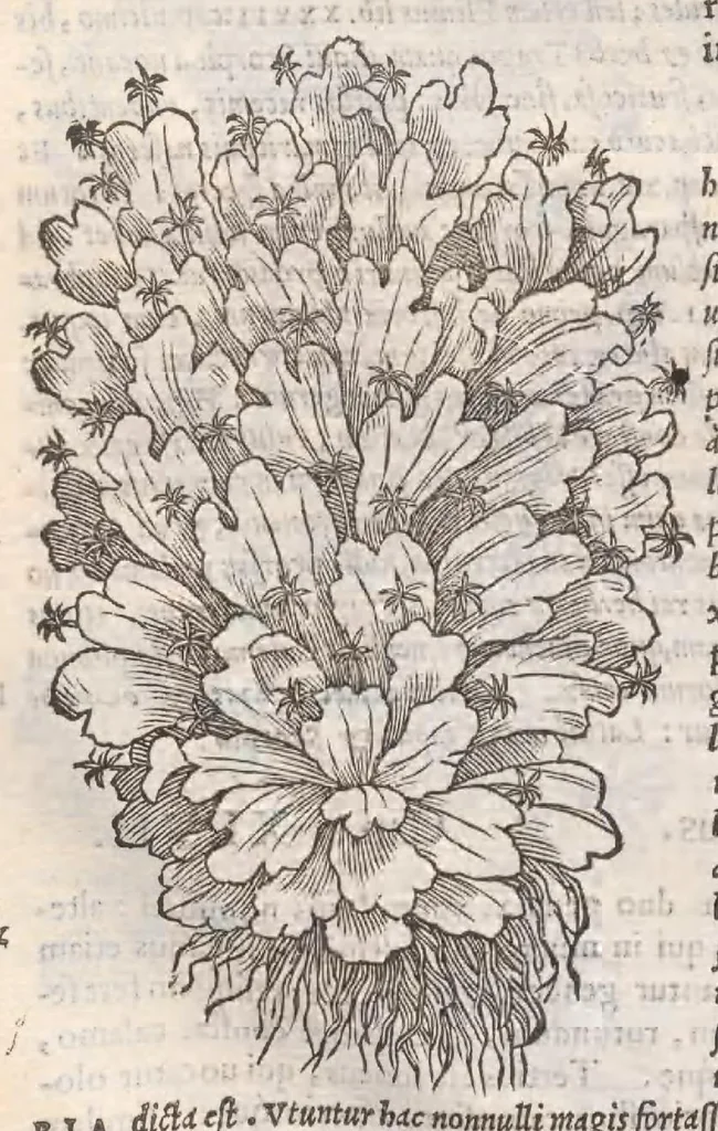 An illustration from Petri Andreae Matthioli ... Commentarii secvndo avcti, in libros sex Pedacii Dioscoridis Anazarbei, de medica materia : adiectis quamplurimis plantarum, & animalium imaginibus, quæ in priore editione non habentur, eodem auctore. His accessit eivsdem Apologia adversvs Amathum Lusitanum, 1560, leaf 626