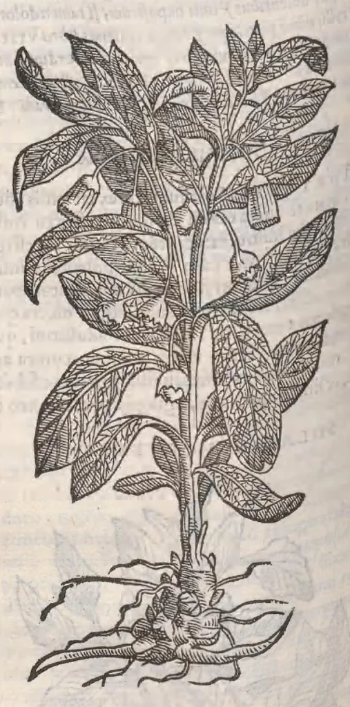 An illustration from Petri Andreae Matthioli ... Commentarii secvndo avcti, in libros sex Pedacii Dioscoridis Anazarbei, de medica materia : adiectis quamplurimis plantarum, & animalium imaginibus, quæ in priore editione non habentur, eodem auctore. His accessit eivsdem Apologia adversvs Amathum Lusitanum, 1560, leaf 640