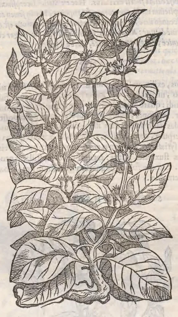 An illustration from Petri Andreae Matthioli ... Commentarii secvndo avcti, in libros sex Pedacii Dioscoridis Anazarbei, de medica materia : adiectis quamplurimis plantarum, & animalium imaginibus, quæ in priore editione non habentur, eodem auctore. His accessit eivsdem Apologia adversvs Amathum Lusitanum, 1560, leaf 640