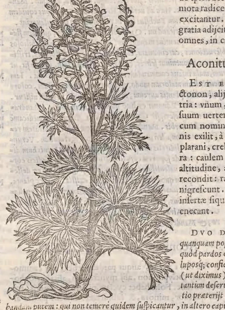 An illustration from Petri Andreae Matthioli ... Commentarii secvndo avcti, in libros sex Pedacii Dioscoridis Anazarbei, de medica materia : adiectis quamplurimis plantarum, & animalium imaginibus, quæ in priore editione non habentur, eodem auctore. His accessit eivsdem Apologia adversvs Amathum Lusitanum, 1560, leaf 646