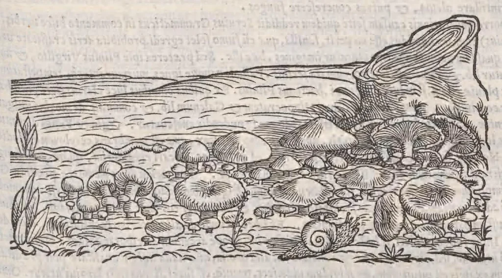 An illustration from Petri Andreae Matthioli ... Commentarii secvndo avcti, in libros sex Pedacii Dioscoridis Anazarbei, de medica materia : adiectis quamplurimis plantarum, & animalium imaginibus, quæ in priore editione non habentur, eodem auctore. His accessit eivsdem Apologia adversvs Amathum Lusitanum, 1560, leaf 653