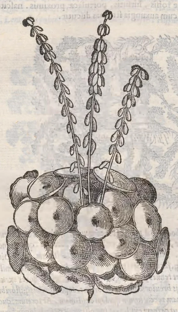 An illustration from Petri Andreae Matthioli ... Commentarii secvndo avcti, in libros sex Pedacii Dioscoridis Anazarbei, de medica materia : adiectis quamplurimis plantarum, & animalium imaginibus, quæ in priore editione non habentur, eodem auctore. His accessit eivsdem Apologia adversvs Amathum Lusitanum, 1560, leaf 660