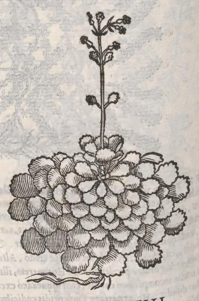 An illustration from Petri Andreae Matthioli ... Commentarii secvndo avcti, in libros sex Pedacii Dioscoridis Anazarbei, de medica materia : adiectis quamplurimis plantarum, & animalium imaginibus, quæ in priore editione non habentur, eodem auctore. His accessit eivsdem Apologia adversvs Amathum Lusitanum, 1560, leaf 660