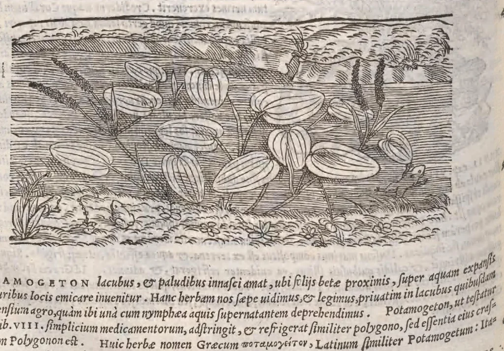 An illustration from Petri Andreae Matthioli ... Commentarii secvndo avcti, in libros sex Pedacii Dioscoridis Anazarbei, de medica materia : adiectis quamplurimis plantarum, & animalium imaginibus, quæ in priore editione non habentur, eodem auctore. His accessit eivsdem Apologia adversvs Amathum Lusitanum, 1560, leaf 666