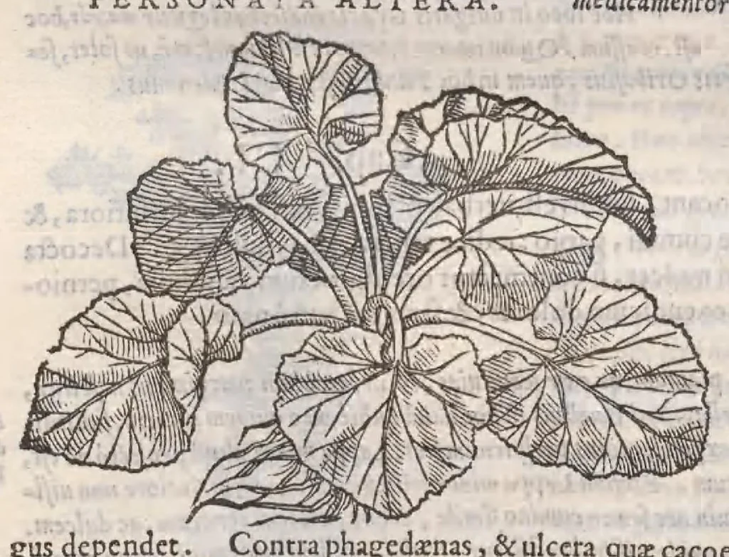 An illustration from Petri Andreae Matthioli ... Commentarii secvndo avcti, in libros sex Pedacii Dioscoridis Anazarbei, de medica materia : adiectis quamplurimis plantarum, & animalium imaginibus, quæ in priore editione non habentur, eodem auctore. His accessit eivsdem Apologia adversvs Amathum Lusitanum, 1560, leaf 672