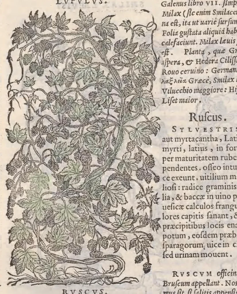 An illustration from Petri Andreae Matthioli ... Commentarii secvndo avcti, in libros sex Pedacii Dioscoridis Anazarbei, de medica materia : adiectis quamplurimis plantarum, & animalium imaginibus, quæ in priore editione non habentur, eodem auctore. His accessit eivsdem Apologia adversvs Amathum Lusitanum, 1560, leaf 696