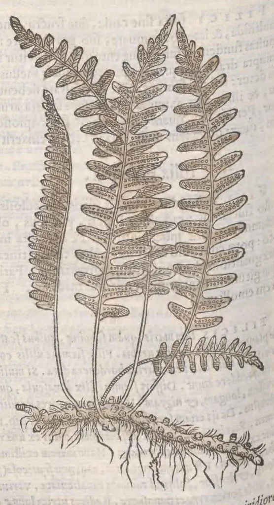 An illustration from Petri Andreae Matthioli ... Commentarii secvndo avcti, in libros sex Pedacii Dioscoridis Anazarbei, de medica materia : adiectis quamplurimis plantarum, & animalium imaginibus, quæ in priore editione non habentur, eodem auctore. His accessit eivsdem Apologia adversvs Amathum Lusitanum, 1560, leaf 732