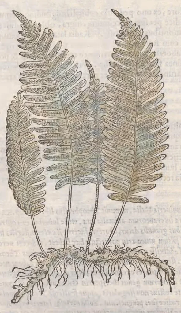 An illustration from Petri Andreae Matthioli ... Commentarii secvndo avcti, in libros sex Pedacii Dioscoridis Anazarbei, de medica materia : adiectis quamplurimis plantarum, & animalium imaginibus, quæ in priore editione non habentur, eodem auctore. His accessit eivsdem Apologia adversvs Amathum Lusitanum, 1560, leaf 732