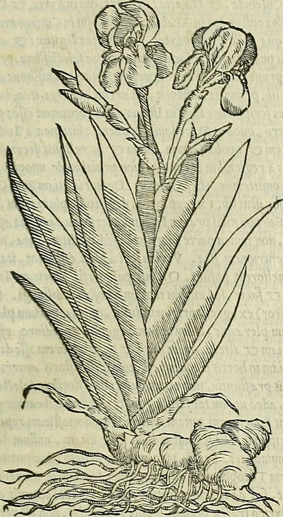 An illustration from Petri Andreae Matthioli Senensis serenissimi Principis Ferdinandi Archiducis Austriae & c., Medici, Commentarii secundo aucti : in libros sex Pedacii Dioscoridis Anazarbei de medica materia. Adiectis quàm plurimis plantarum, & animalium imaginibus quae in priore editione non habentur, eodem authore : his accessit eiusdem apologia adversus Amathum Lusitanum cum censura in eiusdem enarrationes, 1558, leaf 120