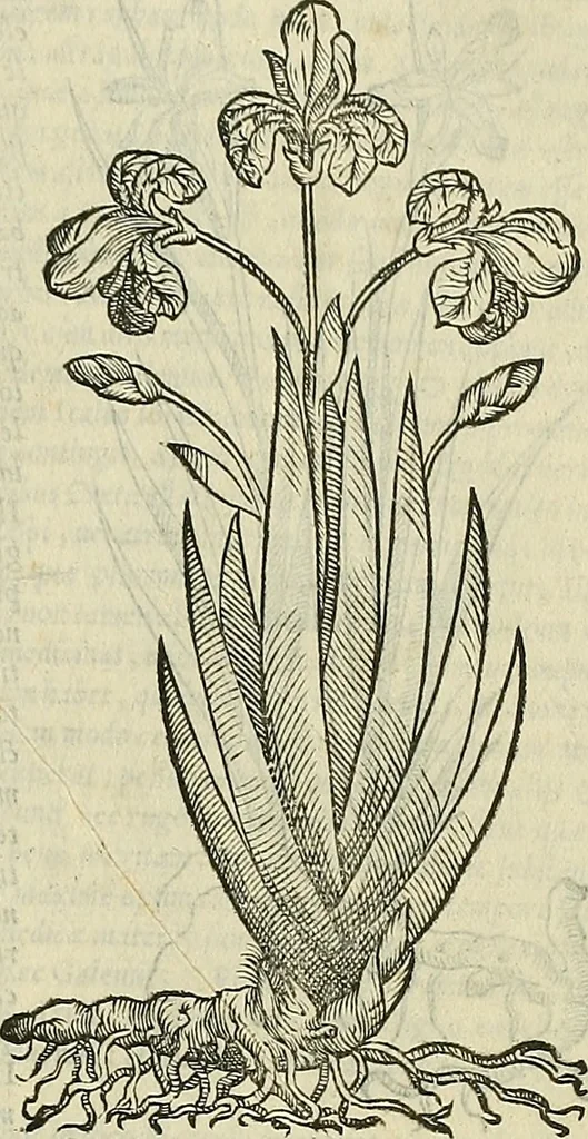An illustration from Petri Andreae Matthioli Senensis serenissimi Principis Ferdinandi Archiducis Austriae & c., Medici, Commentarii secundo aucti : in libros sex Pedacii Dioscoridis Anazarbei de medica materia. Adiectis quàm plurimis plantarum, & animalium imaginibus quae in priore editione non habentur, eodem authore : his accessit eiusdem apologia adversus Amathum Lusitanum cum censura in eiusdem enarrationes, 1558, leaf 120