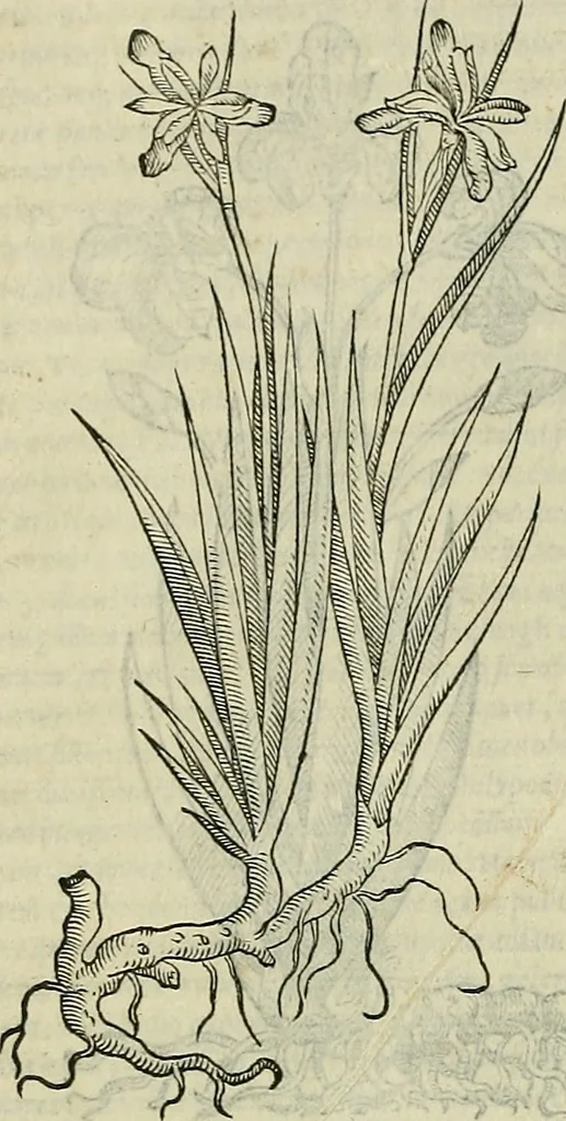 An illustration from Petri Andreae Matthioli Senensis serenissimi Principis Ferdinandi Archiducis Austriae & c., Medici, Commentarii secundo aucti : in libros sex Pedacii Dioscoridis Anazarbei de medica materia. Adiectis quàm plurimis plantarum, & animalium imaginibus quae in priore editione non habentur, eodem authore : his accessit eiusdem apologia adversus Amathum Lusitanum cum censura in eiusdem enarrationes, 1558, leaf 121