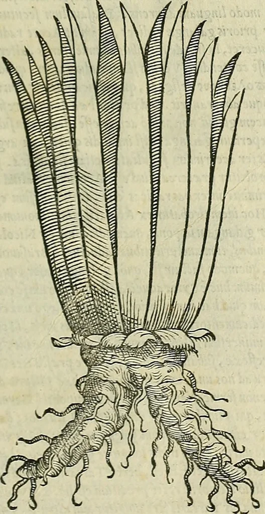 An illustration from Petri Andreae Matthioli Senensis serenissimi Principis Ferdinandi Archiducis Austriae & c., Medici, Commentarii secundo aucti : in libros sex Pedacii Dioscoridis Anazarbei de medica materia. Adiectis quàm plurimis plantarum, & animalium imaginibus quae in priore editione non habentur, eodem authore : his accessit eiusdem apologia adversus Amathum Lusitanum cum censura in eiusdem enarrationes, 1558, leaf 122