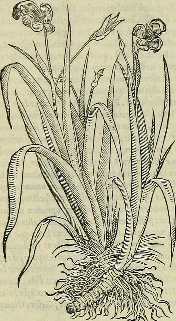An illustration from Petri Andreae Matthioli Senensis serenissimi Principis Ferdinandi Archiducis Austriae & c., Medici, Commentarii secundo aucti : in libros sex Pedacii Dioscoridis Anazarbei de medica materia. Adiectis quàm plurimis plantarum, & animalium imaginibus quae in priore editione non habentur, eodem authore : his accessit eiusdem apologia adversus Amathum Lusitanum cum censura in eiusdem enarrationes, 1558, leaf 123