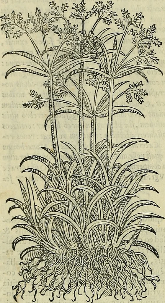 An illustration from Petri Andreae Matthioli Senensis serenissimi Principis Ferdinandi Archiducis Austriae & c., Medici, Commentarii secundo aucti : in libros sex Pedacii Dioscoridis Anazarbei de medica materia. Adiectis quàm plurimis plantarum, & animalium imaginibus quae in priore editione non habentur, eodem authore : his accessit eiusdem apologia adversus Amathum Lusitanum cum censura in eiusdem enarrationes, 1558, leaf 125