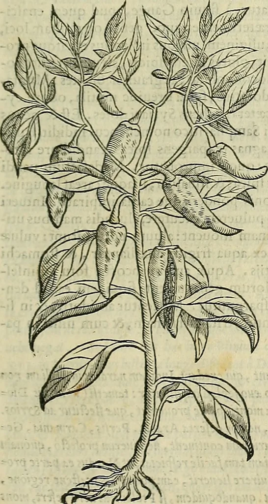 An illustration from Petri Andreae Matthioli Senensis serenissimi Principis Ferdinandi Archiducis Austriae & c., Medici, Commentarii secundo aucti : in libros sex Pedacii Dioscoridis Anazarbei de medica materia. Adiectis quàm plurimis plantarum, & animalium imaginibus quae in priore editione non habentur, eodem authore : his accessit eiusdem apologia adversus Amathum Lusitanum cum censura in eiusdem enarrationes, 1558, leaf 126