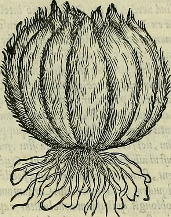 An illustration from Petri Andreae Matthioli Senensis serenissimi Principis Ferdinandi Archiducis Austriae & c., Medici, Commentarii secundo aucti : in libros sex Pedacii Dioscoridis Anazarbei de medica materia. Adiectis quàm plurimis plantarum, & animalium imaginibus quae in priore editione non habentur, eodem authore : his accessit eiusdem apologia adversus Amathum Lusitanum cum censura in eiusdem enarrationes, 1558, leaf 127