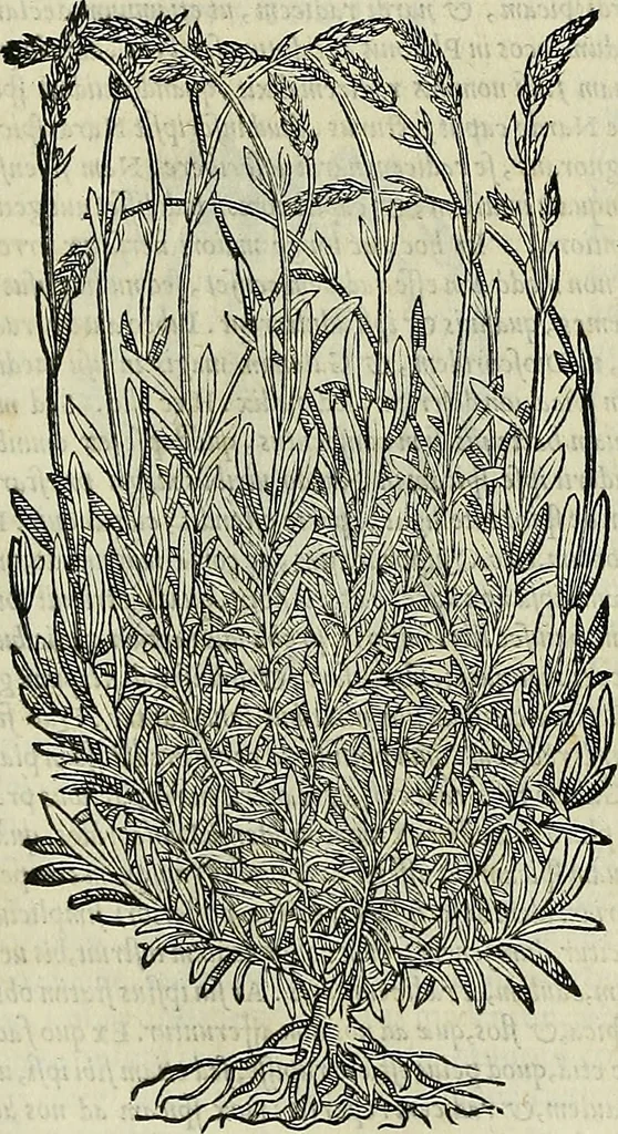 An illustration from Petri Andreae Matthioli Senensis serenissimi Principis Ferdinandi Archiducis Austriae & c., Medici, Commentarii secundo aucti : in libros sex Pedacii Dioscoridis Anazarbei de medica materia. Adiectis quàm plurimis plantarum, & animalium imaginibus quae in priore editione non habentur, eodem authore : his accessit eiusdem apologia adversus Amathum Lusitanum cum censura in eiusdem enarrationes, 1558, leaf 129
