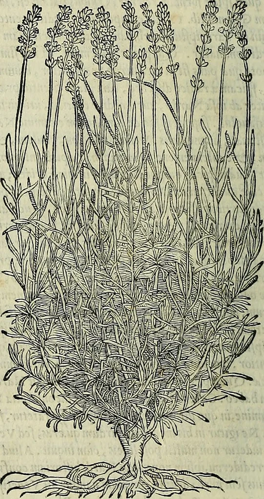 An illustration from Petri Andreae Matthioli Senensis serenissimi Principis Ferdinandi Archiducis Austriae & c., Medici, Commentarii secundo aucti : in libros sex Pedacii Dioscoridis Anazarbei de medica materia. Adiectis quàm plurimis plantarum, & animalium imaginibus quae in priore editione non habentur, eodem authore : his accessit eiusdem apologia adversus Amathum Lusitanum cum censura in eiusdem enarrationes, 1558, leaf 129