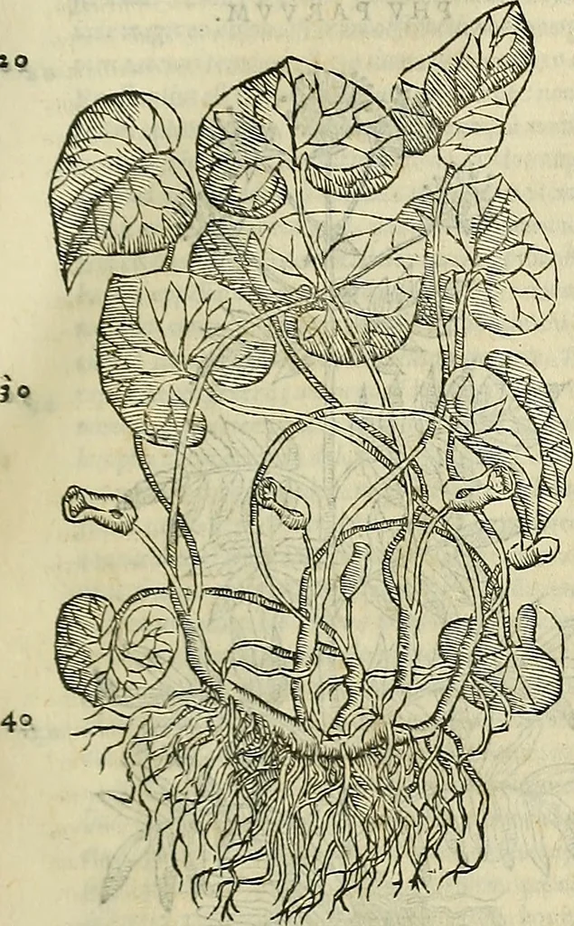 An illustration from Petri Andreae Matthioli Senensis serenissimi Principis Ferdinandi Archiducis Austriae & c., Medici, Commentarii secundo aucti : in libros sex Pedacii Dioscoridis Anazarbei de medica materia. Adiectis quàm plurimis plantarum, & animalium imaginibus quae in priore editione non habentur, eodem authore : his accessit eiusdem apologia adversus Amathum Lusitanum cum censura in eiusdem enarrationes, 1558, leaf 132