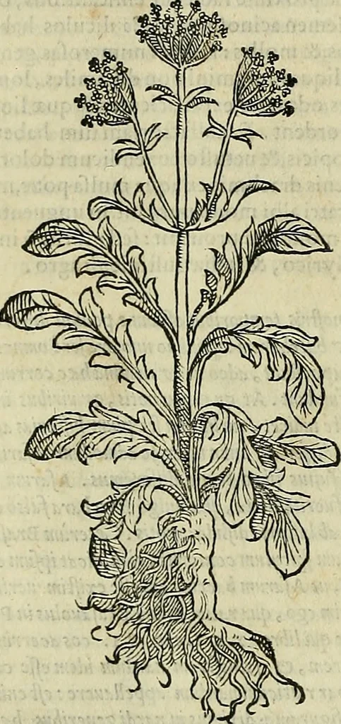 An illustration from Petri Andreae Matthioli Senensis serenissimi Principis Ferdinandi Archiducis Austriae & c., Medici, Commentarii secundo aucti : in libros sex Pedacii Dioscoridis Anazarbei de medica materia. Adiectis quàm plurimis plantarum, & animalium imaginibus quae in priore editione non habentur, eodem authore : his accessit eiusdem apologia adversus Amathum Lusitanum cum censura in eiusdem enarrationes, 1558, leaf 133