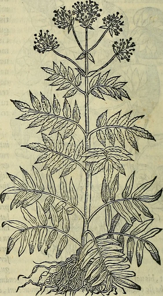 An illustration from Petri Andreae Matthioli Senensis serenissimi Principis Ferdinandi Archiducis Austriae & c., Medici, Commentarii secundo aucti : in libros sex Pedacii Dioscoridis Anazarbei de medica materia. Adiectis quàm plurimis plantarum, & animalium imaginibus quae in priore editione non habentur, eodem authore : his accessit eiusdem apologia adversus Amathum Lusitanum cum censura in eiusdem enarrationes, 1558, leaf 133