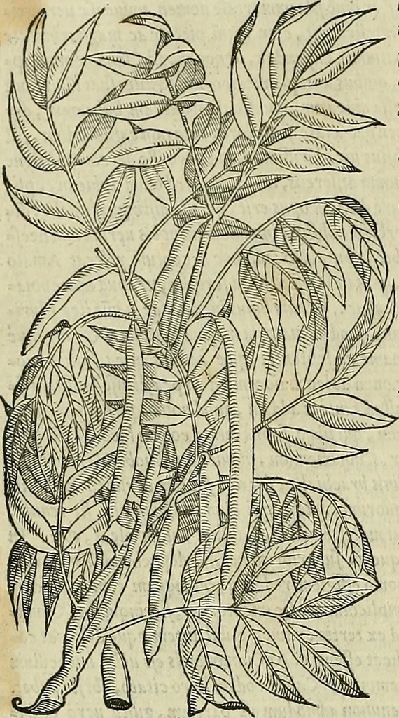 An illustration from Petri Andreae Matthioli Senensis serenissimi Principis Ferdinandi Archiducis Austriae & c., Medici, Commentarii secundo aucti : in libros sex Pedacii Dioscoridis Anazarbei de medica materia. Adiectis quàm plurimis plantarum, & animalium imaginibus quae in priore editione non habentur, eodem authore : his accessit eiusdem apologia adversus Amathum Lusitanum cum censura in eiusdem enarrationes, 1558, leaf 141