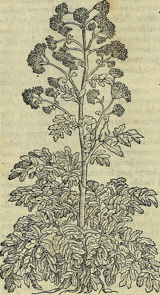 An illustration from Petri Andreae Matthioli Senensis serenissimi Principis Ferdinandi Archiducis Austriae & c., Medici, Commentarii secundo aucti : in libros sex Pedacii Dioscoridis Anazarbei de medica materia. Adiectis quàm plurimis plantarum, & animalium imaginibus quae in priore editione non habentur, eodem authore : his accessit eiusdem apologia adversus Amathum Lusitanum cum censura in eiusdem enarrationes, 1558, leaf 143