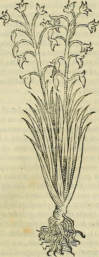 An illustration from Petri Andreae Matthioli Senensis serenissimi Principis Ferdinandi Archiducis Austriae & c., Medici, Commentarii secundo aucti : in libros sex Pedacii Dioscoridis Anazarbei de medica materia. Adiectis quàm plurimis plantarum, & animalium imaginibus quae in priore editione non habentur, eodem authore : his accessit eiusdem apologia adversus Amathum Lusitanum cum censura in eiusdem enarrationes, 1558, leaf 144