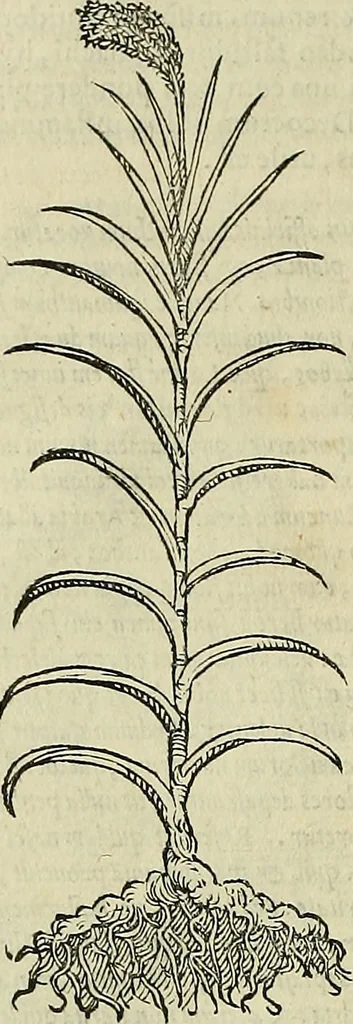 An illustration from Petri Andreae Matthioli Senensis serenissimi Principis Ferdinandi Archiducis Austriae & c., Medici, Commentarii secundo aucti : in libros sex Pedacii Dioscoridis Anazarbei de medica materia. Adiectis quàm plurimis plantarum, & animalium imaginibus quae in priore editione non habentur, eodem authore : his accessit eiusdem apologia adversus Amathum Lusitanum cum censura in eiusdem enarrationes, 1558, leaf 145