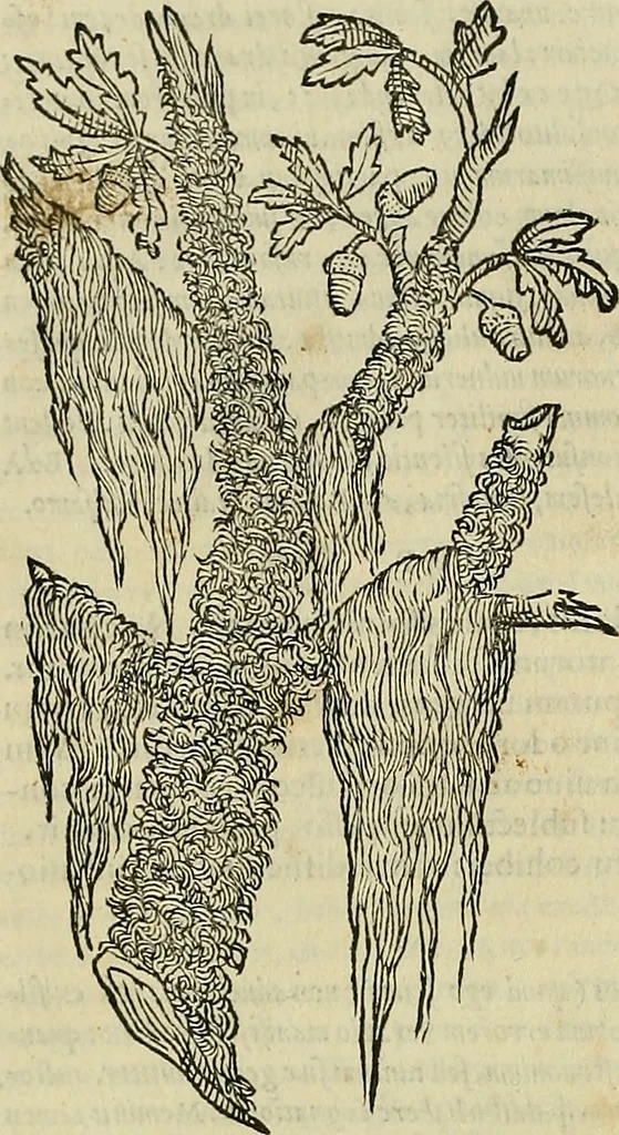 An illustration from Petri Andreae Matthioli Senensis serenissimi Principis Ferdinandi Archiducis Austriae & c., Medici, Commentarii secundo aucti : in libros sex Pedacii Dioscoridis Anazarbei de medica materia. Adiectis quàm plurimis plantarum, & animalium imaginibus quae in priore editione non habentur, eodem authore : his accessit eiusdem apologia adversus Amathum Lusitanum cum censura in eiusdem enarrationes, 1558, leaf 149