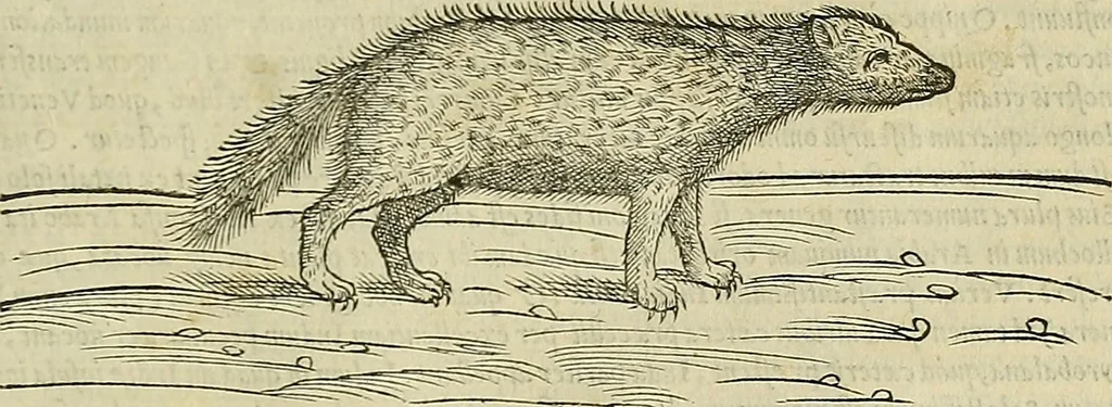 An illustration from Petri Andreae Matthioli Senensis serenissimi Principis Ferdinandi Archiducis Austriae & c., Medici, Commentarii secundo aucti : in libros sex Pedacii Dioscoridis Anazarbei de medica materia. Adiectis quàm plurimis plantarum, & animalium imaginibus quae in priore editione non habentur, eodem authore : his accessit eiusdem apologia adversus Amathum Lusitanum cum censura in eiusdem enarrationes, 1558, leaf 150