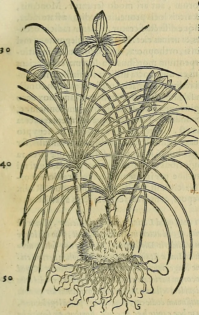 An illustration from Petri Andreae Matthioli Senensis serenissimi Principis Ferdinandi Archiducis Austriae & c., Medici, Commentarii secundo aucti : in libros sex Pedacii Dioscoridis Anazarbei de medica materia. Adiectis quàm plurimis plantarum, & animalium imaginibus quae in priore editione non habentur, eodem authore : his accessit eiusdem apologia adversus Amathum Lusitanum cum censura in eiusdem enarrationes, 1558, leaf 154