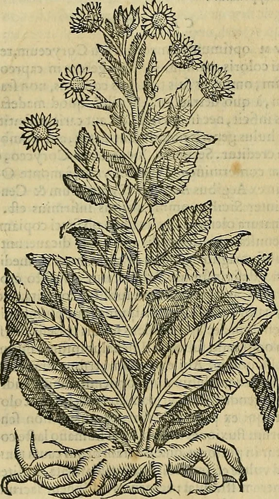 An illustration from Petri Andreae Matthioli Senensis serenissimi Principis Ferdinandi Archiducis Austriae & c., Medici, Commentarii secundo aucti : in libros sex Pedacii Dioscoridis Anazarbei de medica materia. Adiectis quàm plurimis plantarum, & animalium imaginibus quae in priore editione non habentur, eodem authore : his accessit eiusdem apologia adversus Amathum Lusitanum cum censura in eiusdem enarrationes, 1558, leaf 155