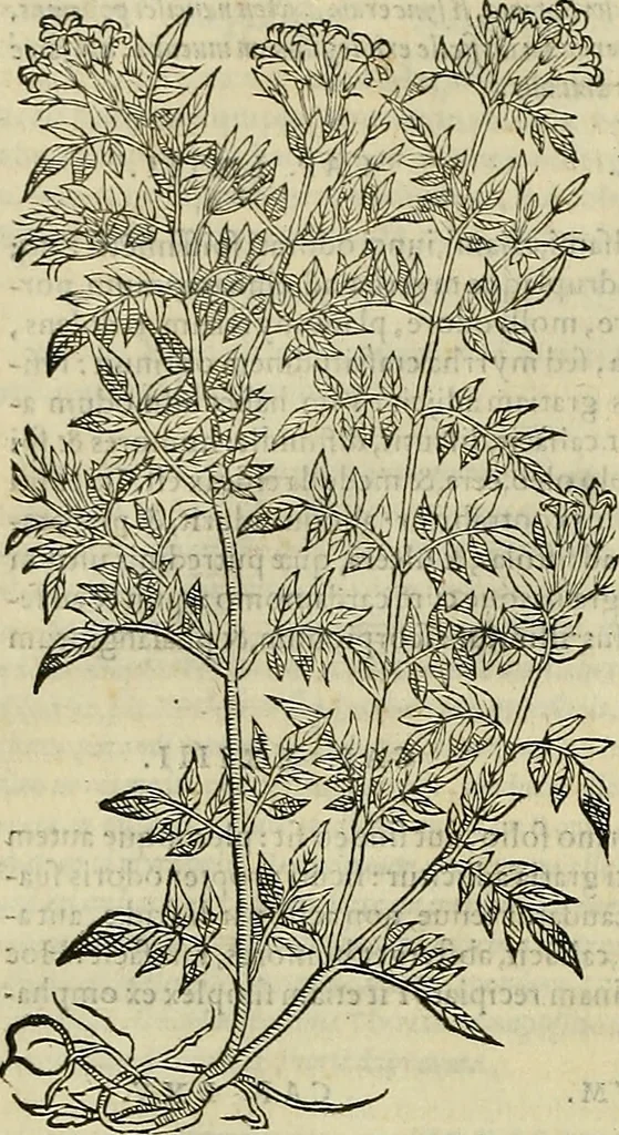 An illustration from Petri Andreae Matthioli Senensis serenissimi Principis Ferdinandi Archiducis Austriae & c., Medici, Commentarii secundo aucti : in libros sex Pedacii Dioscoridis Anazarbei de medica materia. Adiectis quàm plurimis plantarum, & animalium imaginibus quae in priore editione non habentur, eodem authore : his accessit eiusdem apologia adversus Amathum Lusitanum cum censura in eiusdem enarrationes, 1558, leaf 169