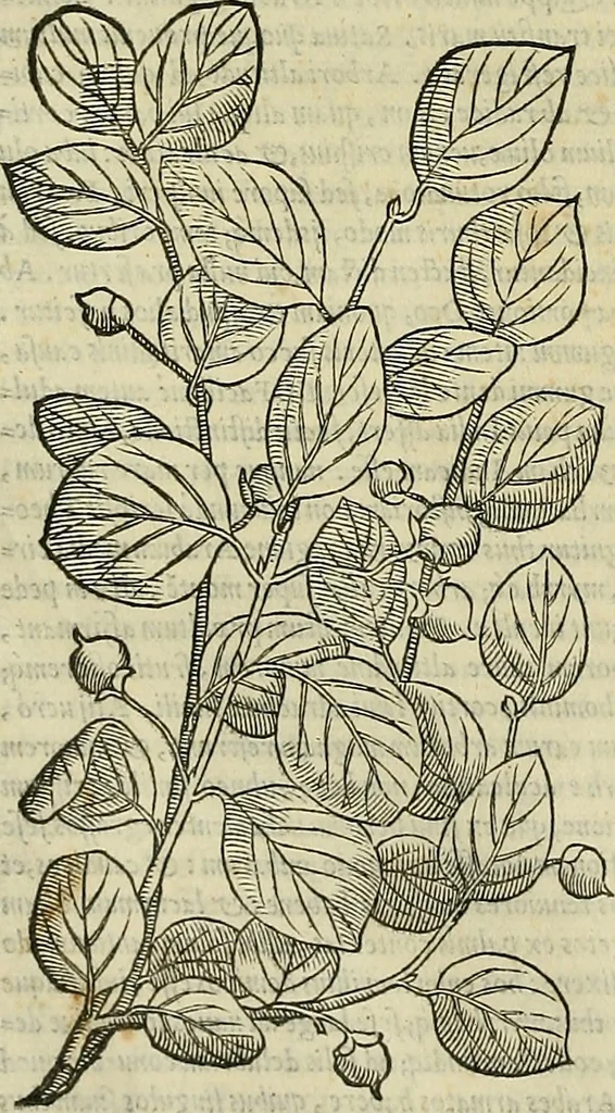 An illustration from Petri Andreae Matthioli Senensis serenissimi Principis Ferdinandi Archiducis Austriae & c., Medici, Commentarii secundo aucti : in libros sex Pedacii Dioscoridis Anazarbei de medica materia. Adiectis quàm plurimis plantarum, & animalium imaginibus quae in priore editione non habentur, eodem authore : his accessit eiusdem apologia adversus Amathum Lusitanum cum censura in eiusdem enarrationes, 1558, leaf 171