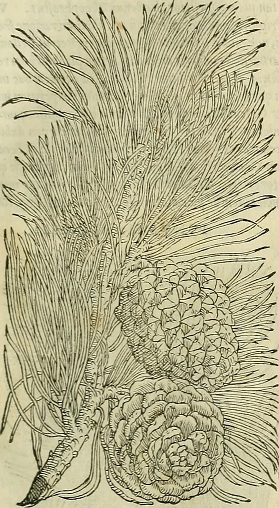 An illustration from Petri Andreae Matthioli Senensis serenissimi Principis Ferdinandi Archiducis Austriae & c., Medici, Commentarii secundo aucti : in libros sex Pedacii Dioscoridis Anazarbei de medica materia. Adiectis quàm plurimis plantarum, & animalium imaginibus quae in priore editione non habentur, eodem authore : his accessit eiusdem apologia adversus Amathum Lusitanum cum censura in eiusdem enarrationes, 1558, leaf 178