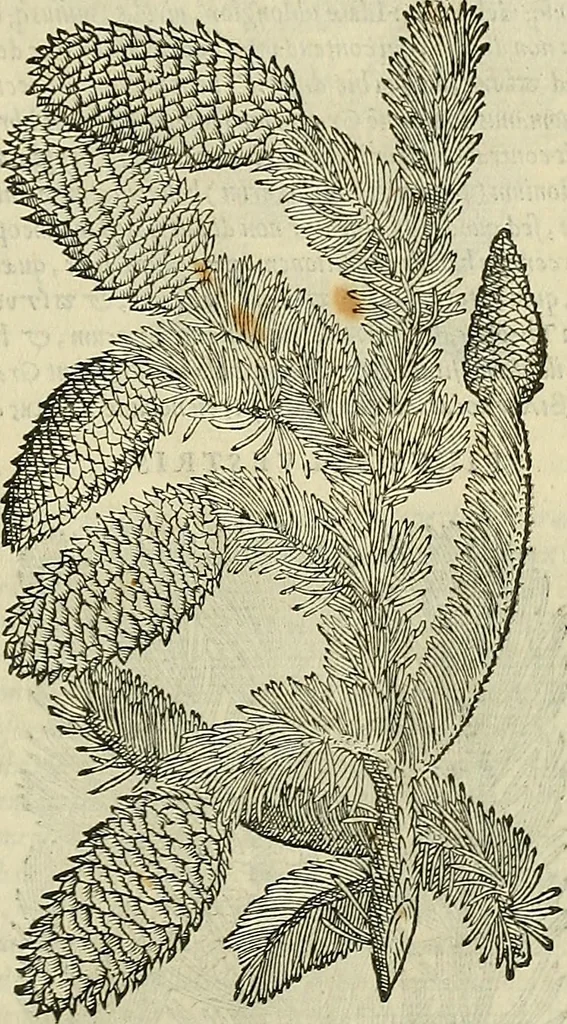 An illustration from Petri Andreae Matthioli Senensis serenissimi Principis Ferdinandi Archiducis Austriae & c., Medici, Commentarii secundo aucti : in libros sex Pedacii Dioscoridis Anazarbei de medica materia. Adiectis quàm plurimis plantarum, & animalium imaginibus quae in priore editione non habentur, eodem authore : his accessit eiusdem apologia adversus Amathum Lusitanum cum censura in eiusdem enarrationes, 1558, leaf 178