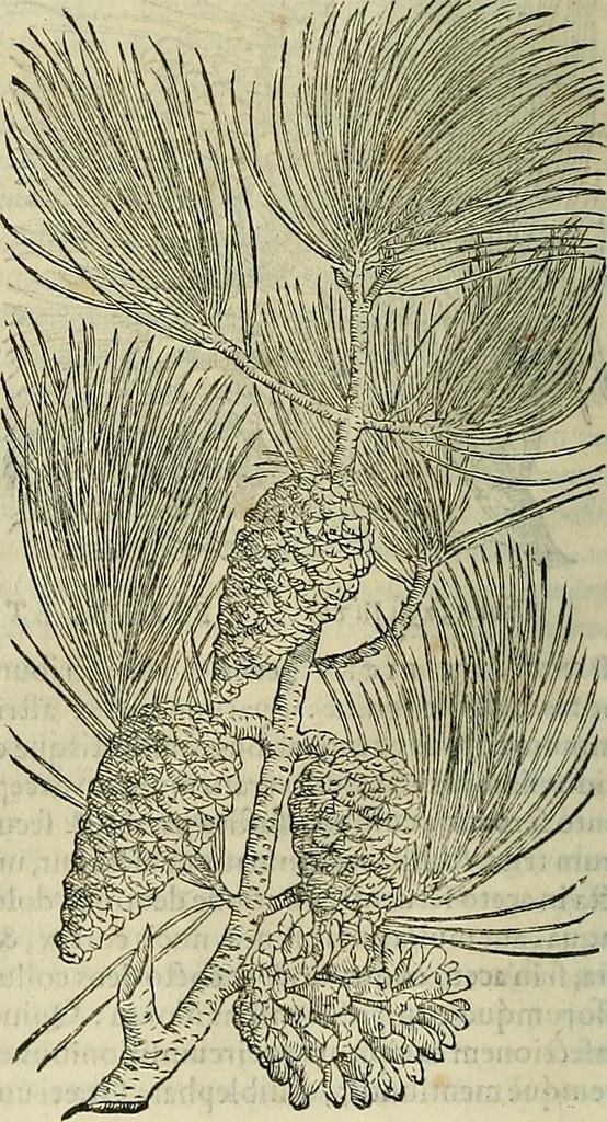 An illustration from Petri Andreae Matthioli Senensis serenissimi Principis Ferdinandi Archiducis Austriae & c., Medici, Commentarii secundo aucti : in libros sex Pedacii Dioscoridis Anazarbei de medica materia. Adiectis quàm plurimis plantarum, & animalium imaginibus quae in priore editione non habentur, eodem authore : his accessit eiusdem apologia adversus Amathum Lusitanum cum censura in eiusdem enarrationes, 1558, leaf 179