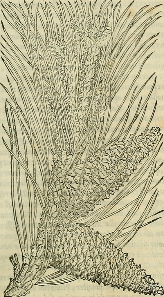 An illustration from Petri Andreae Matthioli Senensis serenissimi Principis Ferdinandi Archiducis Austriae & c., Medici, Commentarii secundo aucti : in libros sex Pedacii Dioscoridis Anazarbei de medica materia. Adiectis quàm plurimis plantarum, & animalium imaginibus quae in priore editione non habentur, eodem authore : his accessit eiusdem apologia adversus Amathum Lusitanum cum censura in eiusdem enarrationes, 1558, leaf 180