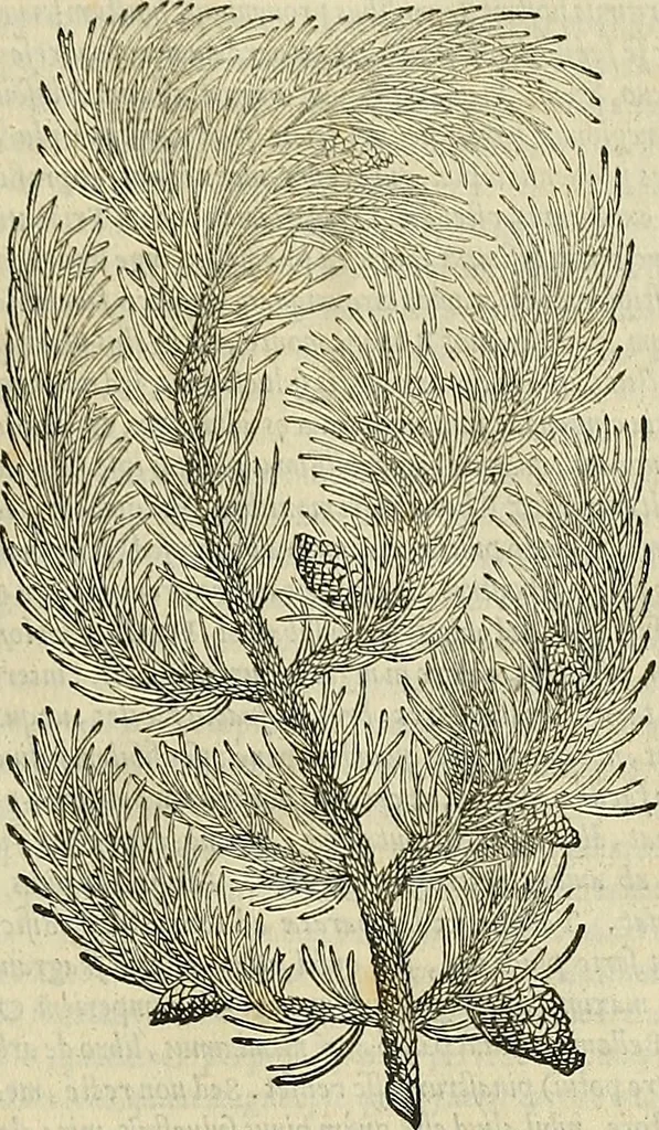 An illustration from Petri Andreae Matthioli Senensis serenissimi Principis Ferdinandi Archiducis Austriae & c., Medici, Commentarii secundo aucti : in libros sex Pedacii Dioscoridis Anazarbei de medica materia. Adiectis quàm plurimis plantarum, & animalium imaginibus quae in priore editione non habentur, eodem authore : his accessit eiusdem apologia adversus Amathum Lusitanum cum censura in eiusdem enarrationes, 1558, leaf 180