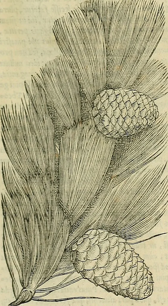An illustration from Petri Andreae Matthioli Senensis serenissimi Principis Ferdinandi Archiducis Austriae & c., Medici, Commentarii secundo aucti : in libros sex Pedacii Dioscoridis Anazarbei de medica materia. Adiectis quàm plurimis plantarum, & animalium imaginibus quae in priore editione non habentur, eodem authore : his accessit eiusdem apologia adversus Amathum Lusitanum cum censura in eiusdem enarrationes, 1558, leaf 180