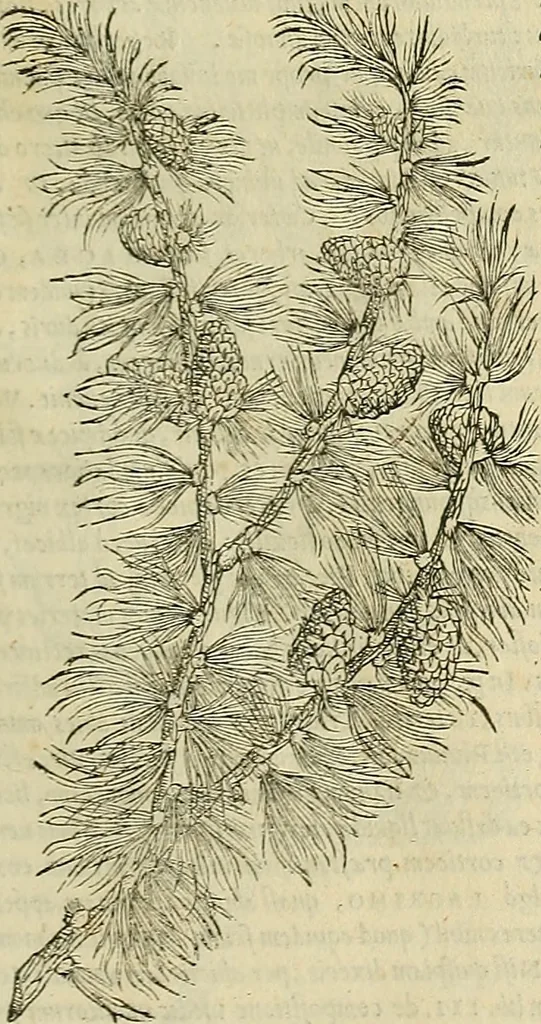 An illustration from Petri Andreae Matthioli Senensis serenissimi Principis Ferdinandi Archiducis Austriae & c., Medici, Commentarii secundo aucti : in libros sex Pedacii Dioscoridis Anazarbei de medica materia. Adiectis quàm plurimis plantarum, & animalium imaginibus quae in priore editione non habentur, eodem authore : his accessit eiusdem apologia adversus Amathum Lusitanum cum censura in eiusdem enarrationes, 1558, leaf 182