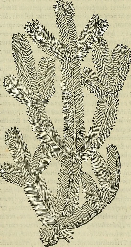 An illustration from Petri Andreae Matthioli Senensis serenissimi Principis Ferdinandi Archiducis Austriae & c., Medici, Commentarii secundo aucti : in libros sex Pedacii Dioscoridis Anazarbei de medica materia. Adiectis quàm plurimis plantarum, & animalium imaginibus quae in priore editione non habentur, eodem authore : his accessit eiusdem apologia adversus Amathum Lusitanum cum censura in eiusdem enarrationes, 1558, leaf 183