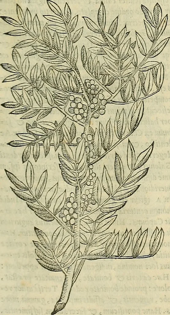 An illustration from Petri Andreae Matthioli Senensis serenissimi Principis Ferdinandi Archiducis Austriae & c., Medici, Commentarii secundo aucti : in libros sex Pedacii Dioscoridis Anazarbei de medica materia. Adiectis quàm plurimis plantarum, & animalium imaginibus quae in priore editione non habentur, eodem authore : his accessit eiusdem apologia adversus Amathum Lusitanum cum censura in eiusdem enarrationes, 1558, leaf 184