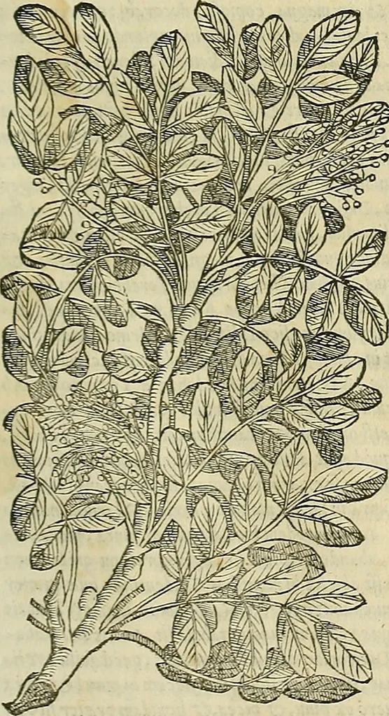 An illustration from Petri Andreae Matthioli Senensis serenissimi Principis Ferdinandi Archiducis Austriae & c., Medici, Commentarii secundo aucti : in libros sex Pedacii Dioscoridis Anazarbei de medica materia. Adiectis quàm plurimis plantarum, & animalium imaginibus quae in priore editione non habentur, eodem authore : his accessit eiusdem apologia adversus Amathum Lusitanum cum censura in eiusdem enarrationes, 1558, leaf 186