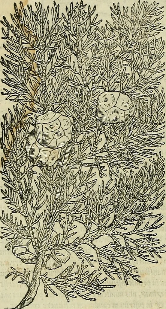 An illustration from Petri Andreae Matthioli Senensis serenissimi Principis Ferdinandi Archiducis Austriae & c., Medici, Commentarii secundo aucti : in libros sex Pedacii Dioscoridis Anazarbei de medica materia. Adiectis quàm plurimis plantarum, & animalium imaginibus quae in priore editione non habentur, eodem authore : his accessit eiusdem apologia adversus Amathum Lusitanum cum censura in eiusdem enarrationes, 1558, leaf 193