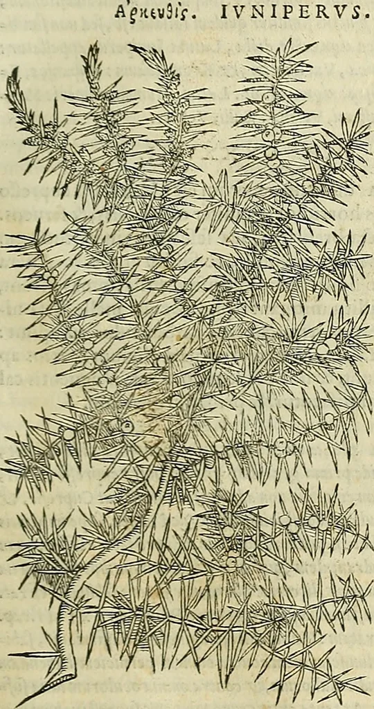 An illustration from Petri Andreae Matthioli Senensis serenissimi Principis Ferdinandi Archiducis Austriae & c., Medici, Commentarii secundo aucti : in libros sex Pedacii Dioscoridis Anazarbei de medica materia. Adiectis quàm plurimis plantarum, & animalium imaginibus quae in priore editione non habentur, eodem authore : his accessit eiusdem apologia adversus Amathum Lusitanum cum censura in eiusdem enarrationes, 1558, leaf 194
