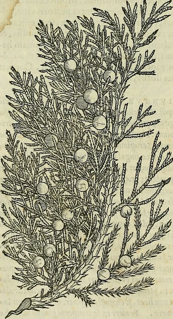An illustration from Petri Andreae Matthioli Senensis serenissimi Principis Ferdinandi Archiducis Austriae & c., Medici, Commentarii secundo aucti : in libros sex Pedacii Dioscoridis Anazarbei de medica materia. Adiectis quàm plurimis plantarum, & animalium imaginibus quae in priore editione non habentur, eodem authore : his accessit eiusdem apologia adversus Amathum Lusitanum cum censura in eiusdem enarrationes, 1558, leaf 195